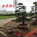 台湾罗汉松