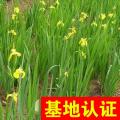 黄菖蒲