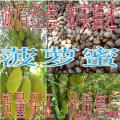 大树菠萝