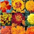 孔雀草、一串红、万寿菊、彩叶草、矮牵牛