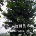 刺槐