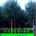 柳树