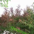 红叶碧桃