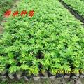 黄花梨