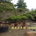 罗汉松