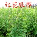红花银桦