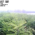 国槐苗，椿树苗，白蜡苗，北栾苗