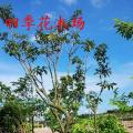 荔枝