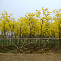 黄花风铃木