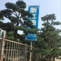 本地罗汉松