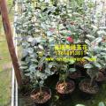 茶花