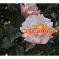 茶花