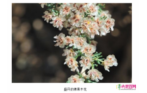 宁夏贺兰山保护区发现珍稀植物裸果木
