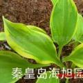 玉簪