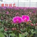 蝴蝶兰（光芒四射）