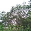 小叶紫薇