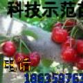桂花