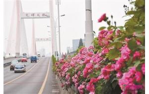 杭州发布《高架桥挂箱绿化种植与养护技术规范》