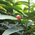 日本海棠茶花