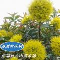 澳洲黄花树