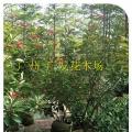 琴叶珊瑚