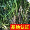 苦草