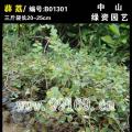 薜荔
