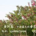 香花槐