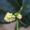 四季桂/白花