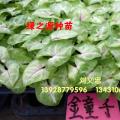 合果芋