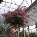 茶花