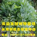 发财树