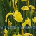 芦苇|河北芦苇苗专业种植基地