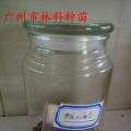 粉花山扁豆