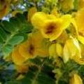 黄花双荚槐（双荚决明）