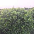 钩粉草