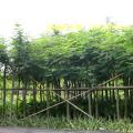双翼豆（盾柱木）