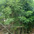 铁刀木