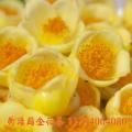 金花茶