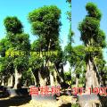 扁桃树（30-100CM）