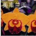 卡特兰[益生]