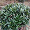 非洲茉莉