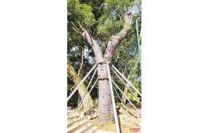 南宁474岁最老樟树遭连根拔起 获抢救有望复活