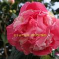 茶花（娇容）