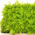其它观花植物