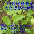 中林核桃苗