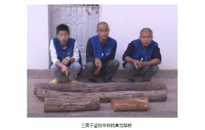 云南：三男盗窃名贵树种黄花梨树 专家估价30万