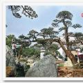 日本罗汉松（九天揽月）