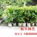 嘉宝果
