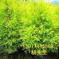 黄金香柳